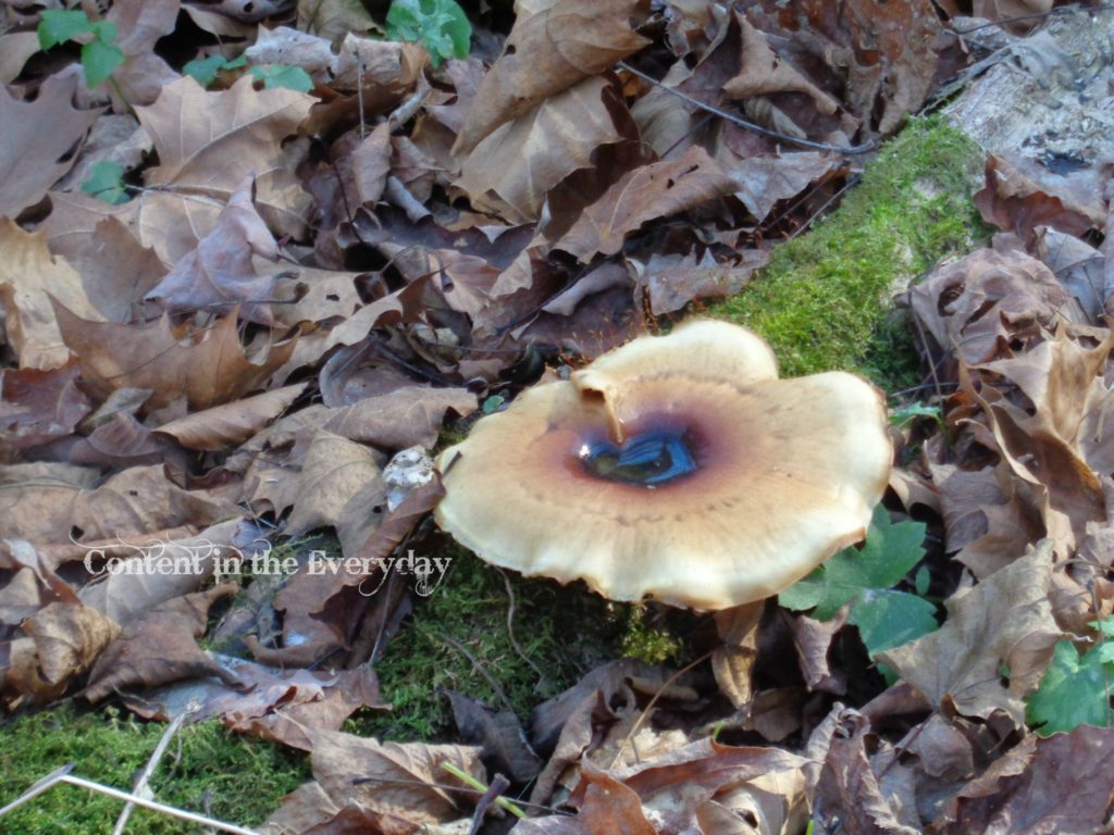 mushroom-popping-out-of-ground