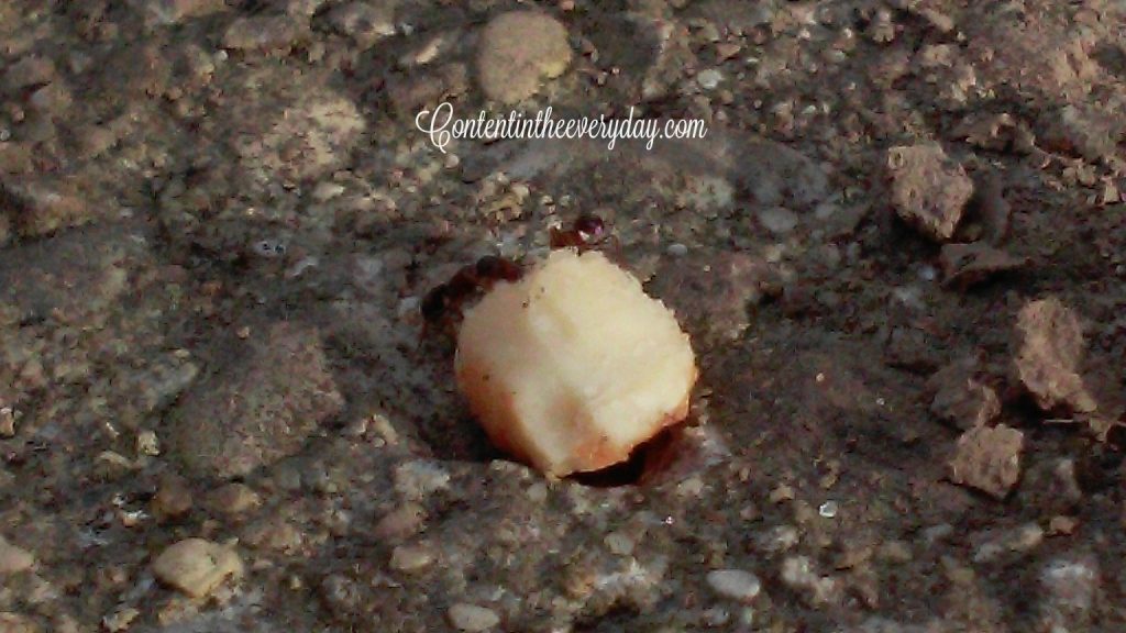 Ants moving a crumb