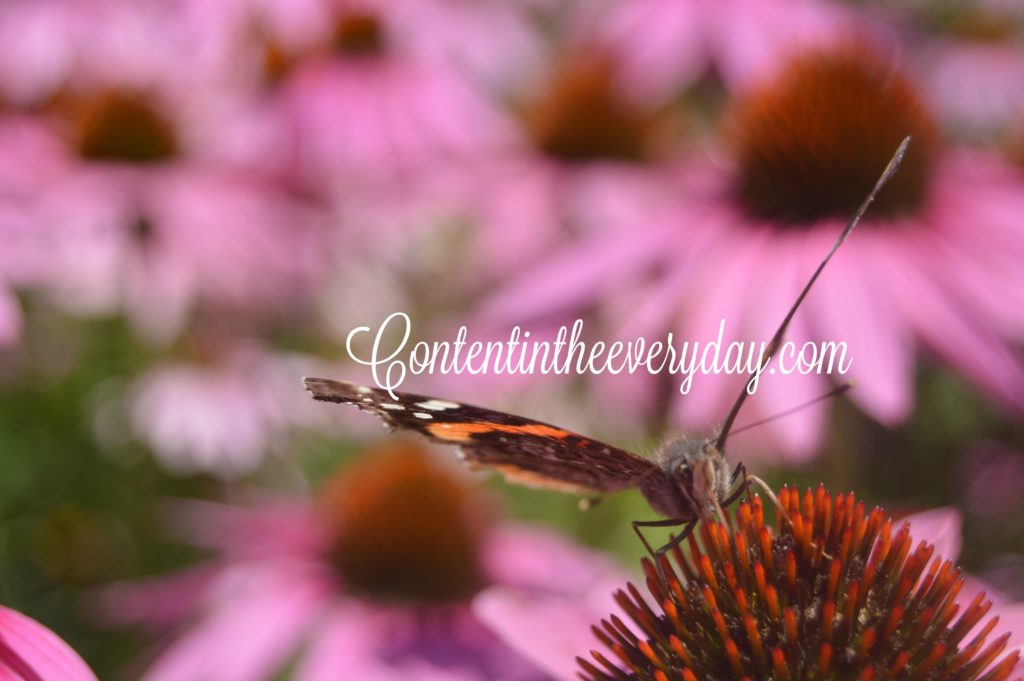 Butterfly with wings outspread perched on a coneflower