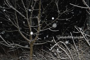 Snow falling and a snow covered tree