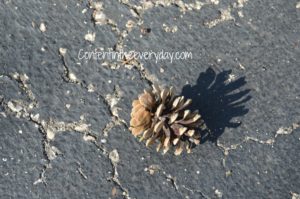 A Pinecone and its shadow