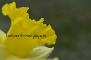 Close Up of Daffodil