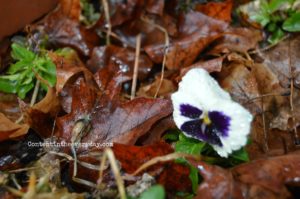 Purple and White Pansy surrounded by wet leaves