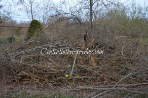 Brush Pile with Daffodils