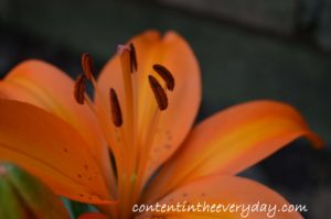 Up Close Orange Lily