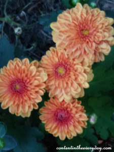 Mums_with name