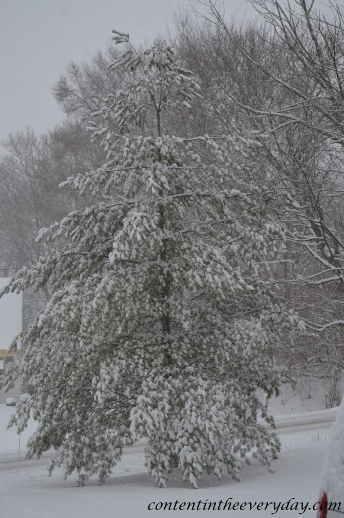 Snow covered Pine Tree_With Blog URL