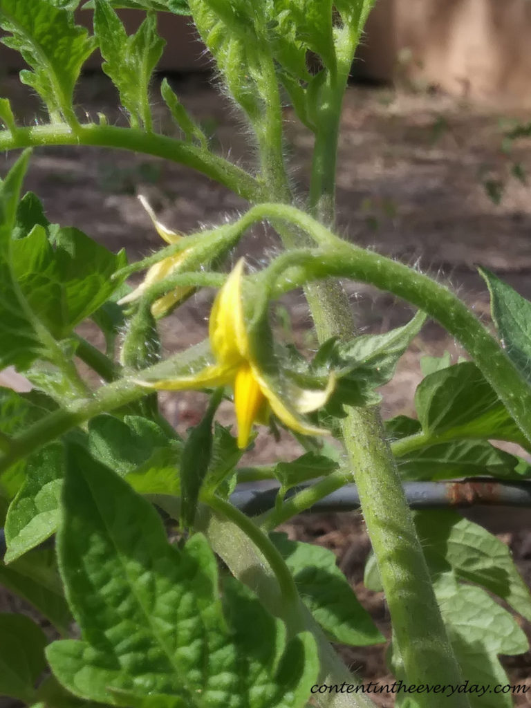 Blossoming Tomato