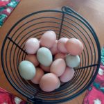 Our Experience with Chickens & Eggs