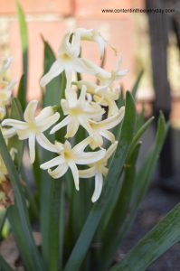 pretty yellow flowers