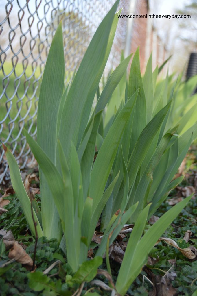 iris leaves
