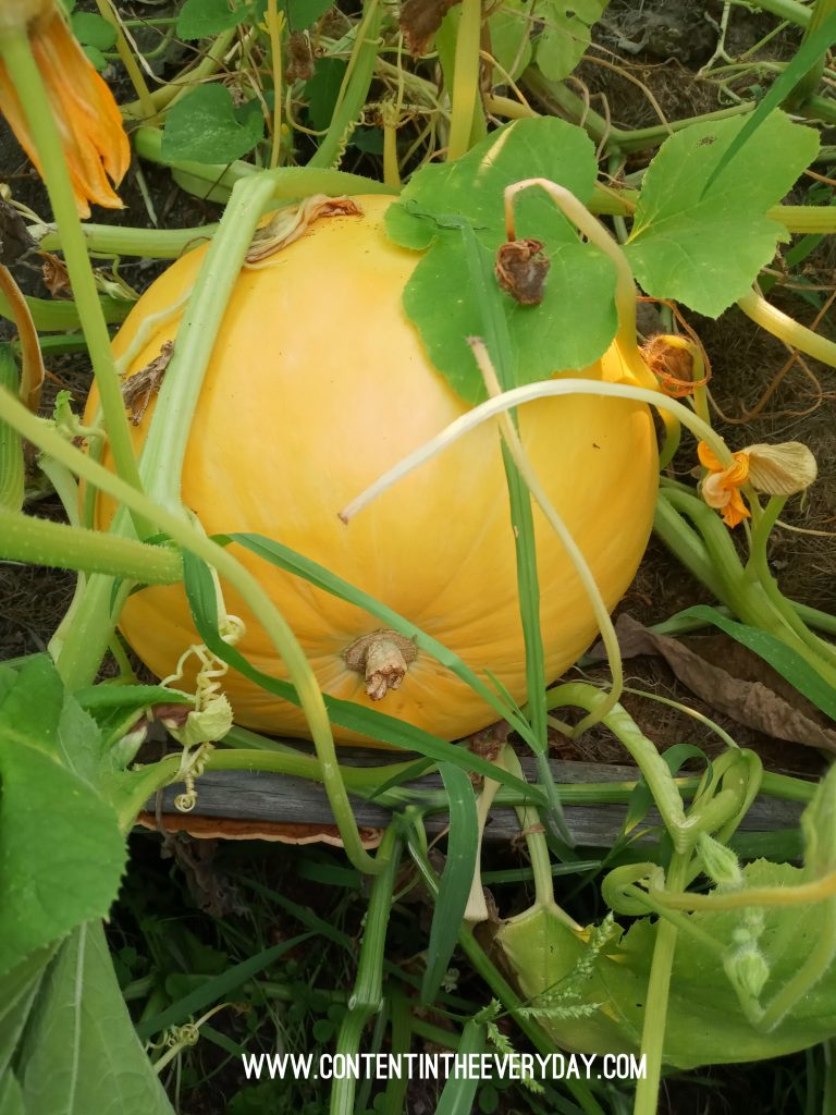 Growing Big Moon Pumpkin