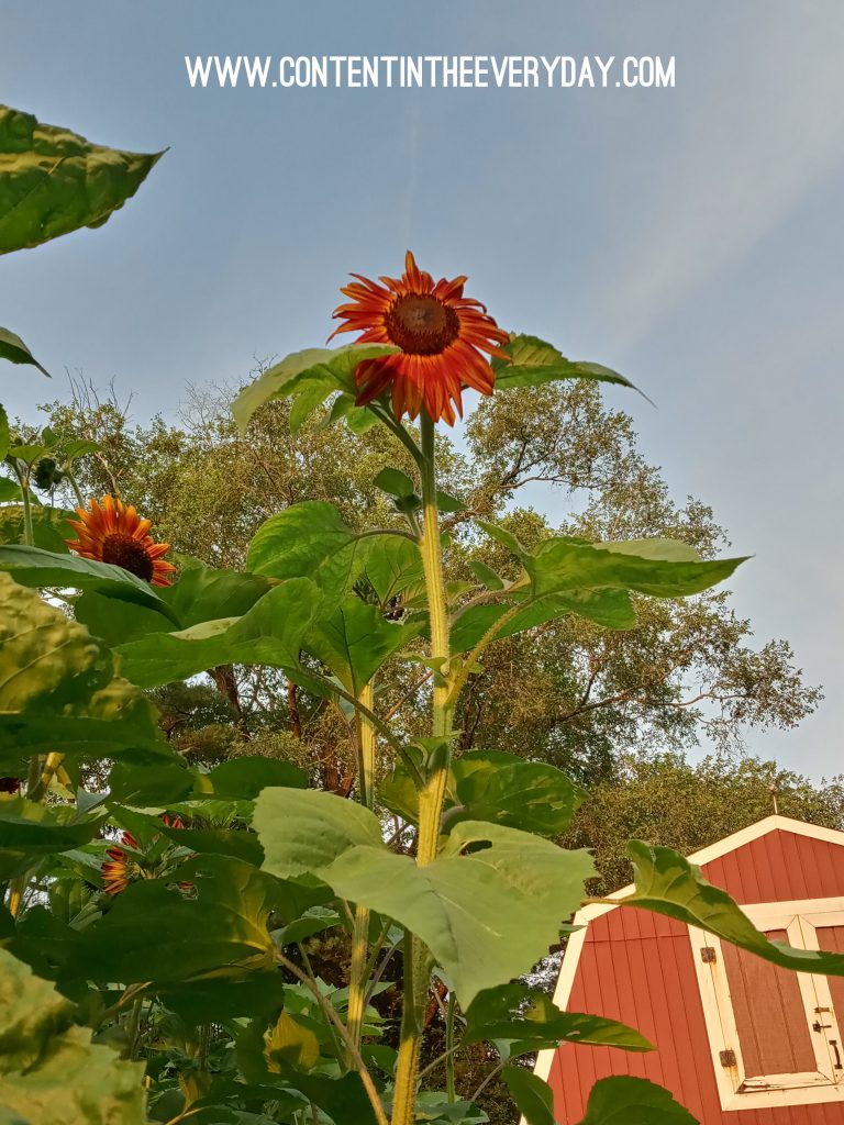Orange Sunflower Reaching to the Sky