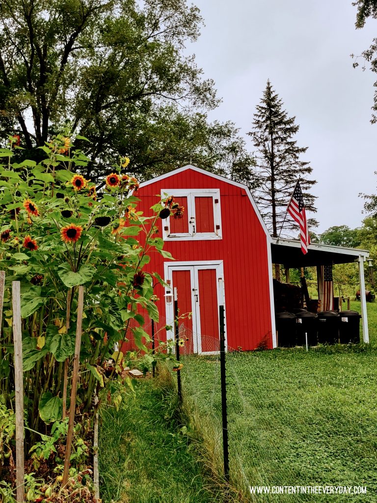 Red Barn and Sunflowers