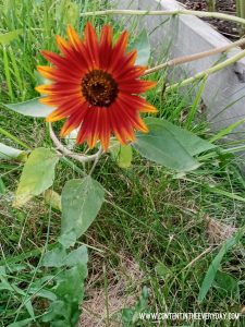 Small Orange Sunflower