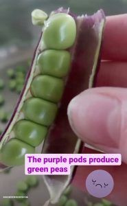 Purple Pea Pod