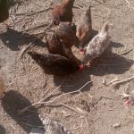 4 Ways We Stretch Our Chicken Feed