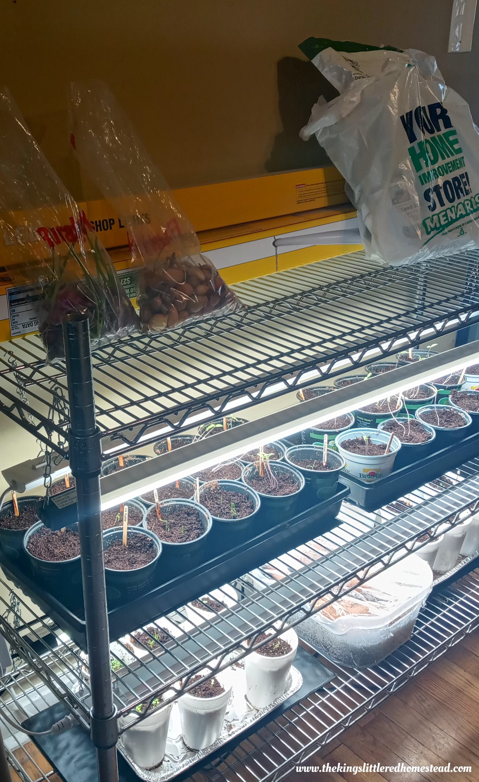 Success starting seeds indoors