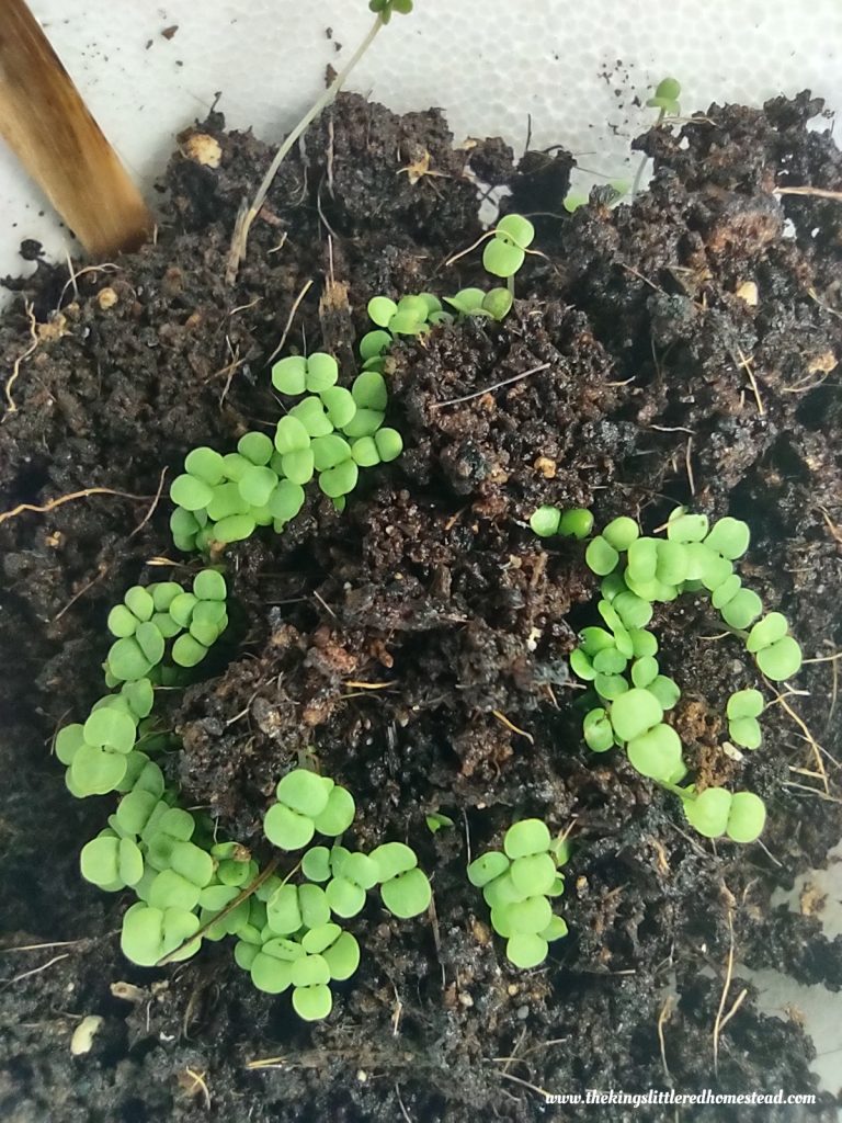 successful marjoram seed started indoors